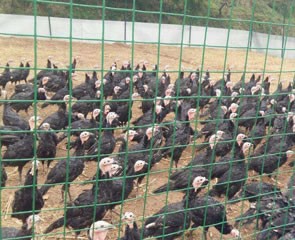 養(yǎng)殖場(chǎng)護(hù)欄網(wǎng)005